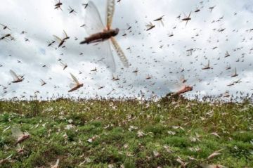 الجزائر تتحصن ضد الجراد أرضا وفضاء