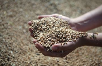 رويترز: الجزائر اشترت مئات آلاف الأطنان من القمح الصلد لتعزيز مخزونها الوطني