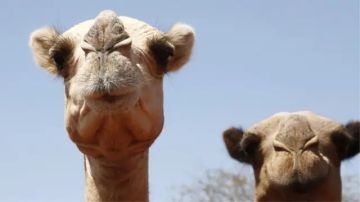 كيف عجزت الإبل عن التأقلم مع ارتفاع درجات الحرارة في أفريقيا؟