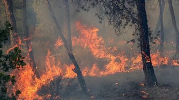 مقتل 12 شخصا في الجزائر وإصابة العشرات بسبب حرائق الغابات مقتل 12 شخصا في الجزائر وإصابة العشرات بسبب حرائق الغابات