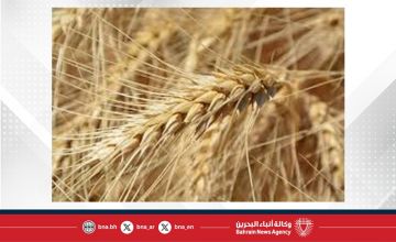 إنتاج القمح في الأرجنتين يسجل أعلى مستوى منذ بداية هذا القرن