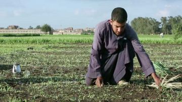 الزراعة تستعد لموسم الشتاء.. تنقية الحيازات وتوفير الميكنة للمزراعين