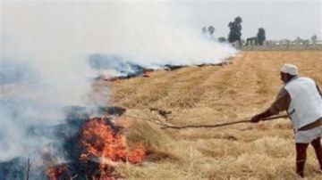 حكم الشرع في حرق قش الأرز.. الأزهر: إفساد في الأرض