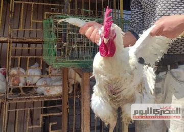بعد تراجع سعر الفراخ البيضاء باالأسواق والمحال.. أسعار الدواجن اليوم الأحد 26-10-2025 بعد تراجع سعر الفراخ البيضاء باالأسواق والمحال.. أسعار الدواجن اليوم الأحد 26-10-2025