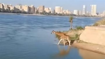 خبير تكنولوجيا المعلومات يكشف حقيقة نزول الزرافة في نهر النيل.. فيديو خبير تكنولوجيا المعلومات يكشف حقيقة نزول الزرافة في نهر النيل.. فيديو