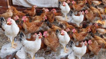 زيادة أسعار الوقود تهدد بارتفاع كبير في أسعار الدواجن.. رئيس الشعبة يكسف زيادة أسعار الوقود تهدد بارتفاع كبير في أسعار الدواجن.. رئيس الشعبة يكسف