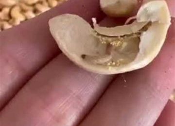 ضبط كميات كبيرة من المكسرات غير صالحة للاستهلاك قبل بيعها في بورسعيد