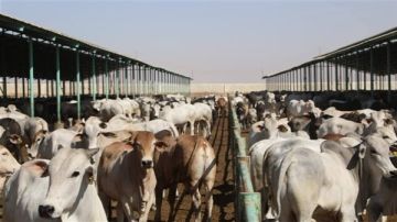 بيطري الوادى الجديد تستعد للحملة القومية لتحصين الماشية