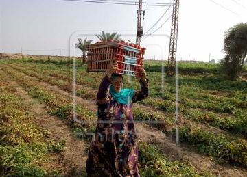 استقرار أسعار الخضروات اليوم الأربعاء 15 أكتوبر في أسواق المنيا