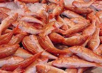 البربون بـ320 جنيه.. بورصة أسعار السمك والمأكولات البحرية الشعبية اليوم السبت بأسواق الإسكندرية