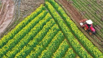 وزير الزراعة: توريد القمح بـ2350 جنيها للأردب هذا الموسم وزير الزراعة: توريد القمح بـ2350 جنيها للأردب هذا الموسم