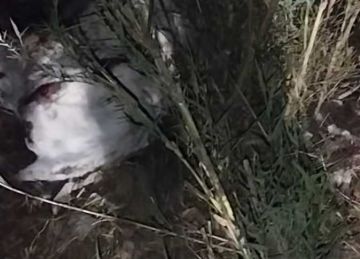 الطب البيطري ومباحث التموين تفحص فيديو لذبح الحمير داخل أرض زراعية بالغربية الطب البيطري ومباحث التموين تفحص فيديو لذبح الحمير داخل أرض زراعية بالغربية