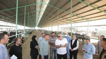 تدشين مشروع إنتاج حيواني يضم 2140 رأس ماشية في الوادي الجديد تدشين مشروع إنتاج حيواني يضم 2140 رأس ماشية في الوادي الجديد