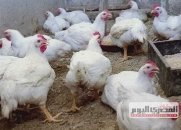أسعار الدواجن البيضاء وكرتونة البيض بدمياط