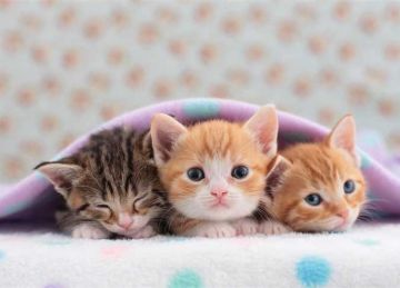 بيعاملوهم كأنهم أطفالهم.. ما الأبراج التي تحب تربية الحيوانات؟ بيعاملوهم كأنهم أطفالهم.. ما الأبراج التي تحب تربية الحيوانات؟