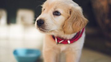 حسام موافي: الحيوانات أكثر من 6 آلاف نوع أكثرها تعلقا بالإنسان الكلب.. فيديو