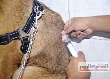 حملة لتحصين الكلاب ضد مرض السعار بالعبور في القليوبية