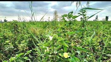 مديرية الزراعة تتابع أعمال جني القطن وزراعات بنجر السكر والبرسيم بالقنطرة شرق