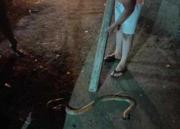 طوله مترين.. أهالي كفر الشرقوة في سمنود يتخلصون من ثعبان أفعى (صور) طوله مترين.. أهالي كفر الشرقوة في سمنود يتخلصون من ثعبان أفعى (صور)