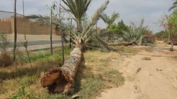 غرامة 5 آلاف جنيه عقوبة قطع النخيل طبقا لقانون الري غرامة 5 آلاف جنيه عقوبة قطع النخيل طبقا لقانون الري