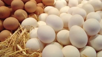 البيض الأبيض أم الأحمر؟.. إليك القيمة الغذائية لكلا منهما