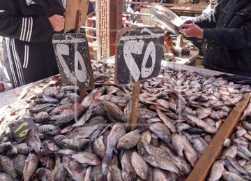 الشبار الأبيض بـ25 جنيه.. أسعار السمك بأسواق دمياط