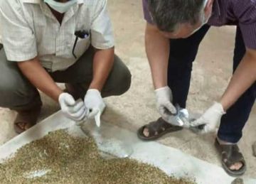 انطلاق الحملة القومية لمكافحة القوارض استعدادا لزراعة المحاصيل الشتوية بالشرقية