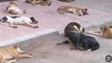 تسميم كلاب حدائق الأهرام..الداخلية تكشف ما حدث وتلقي القبض على المتهمين تسميم كلاب حدائق الأهرام..الداخلية تكشف ما حدث وتلقي القبض على المتهمين