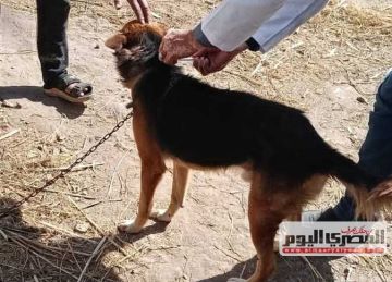 حملة لتحصين الكلاب في فوة ضمن خطة القضاء على مرض السعار بكفر الشيخ حملة لتحصين الكلاب في فوة ضمن خطة القضاء على مرض السعار بكفر الشيخ