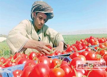 ارتفاع الطماطم.. أسعار الخضروات والفاكهة اليوم 8 أكتوبر 2025 في الغربية