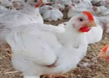 انخفاض في أسعار الدواجن في شمال سيناء