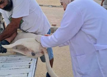 تحصين 50 كلبا ضد السعار .. بيطري الإسماعيلية يتابع حملات مصر خالية من السعار قبل 2030 تحصين 50 كلبا ضد السعار .. بيطري الإسماعيلية يتابع حملات مصر خالية من السعار قبل 2030