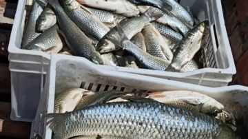تعرف على أسعار الأسماك الطازجة بأسواق الوادي الجديد