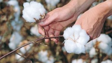 فى اليوم العالمي للقطن.. ماهى أهم تحديات زراعة الذهب الأبيض بمصر؟