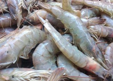 سعر الجمبري والكابوريا والسمك في الأسواق اليوم الأربعاء 15 أكتوبر 2025