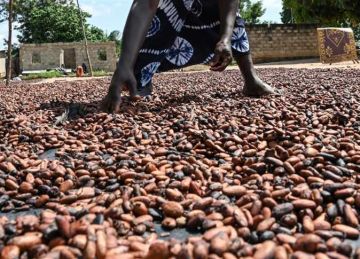 أسعار قياسية .. أزمة إمدادات الكاكاو تربك الأسواق العالمية وتهدد صناعة الشوكولاتة أسعار قياسية .. أزمة إمدادات الكاكاو تربك الأسواق العالمية وتهدد صناعة الشوكولاتة