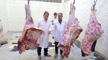 بيطري الأقصر يضبط لحوما غير صالحة للاستهلاك ويحرر محاضر للمخالفين بيطري الأقصر يضبط لحوما غير صالحة للاستهلاك ويحرر محاضر للمخالفين