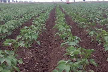  زراعة كفر الشيخ تنهي الحملة الشاملة لمكافحة الفئران بعد حصاد المحاصيل الصيفية