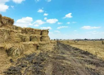 للقضاء على السحابة السوداء.. تجميع 408 آلاف طن قش أرز منذ بداية الحصاد للقضاء على السحابة السوداء.. تجميع 408 آلاف طن قش أرز منذ بداية الحصاد