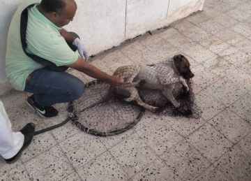 استجابة لحماية الطلاب من الذعر.. حملة بيطرية لاستبعاد الكلاب الضالة من داخل مدارس المنيا