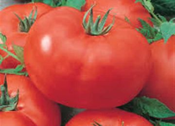 كيلو الطماطم بكام؟ .. أسعار الخضار في أسواق الإسكندرية اليوم الثلاثاء 14 أكتوبر 2025 كيلو الطماطم بكام؟ .. أسعار الخضار في أسواق الإسكندرية اليوم الثلاثاء 14 أكتوبر 2025