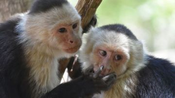 انقلاب شاحنة وفرار قرود عدوانية بولاية مسيسيبي الأمريكية