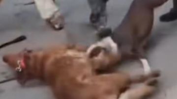 شاب يطلق كلبا شرسا للاعتداء على فتاة بالمحلة بقصد معاكستها