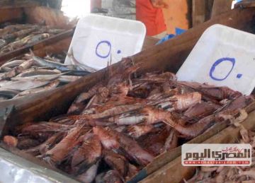 أسعار الكابوريا والجمبري والأسماك بالأسواق اليوم الأحد 26 أكتوبر 2025 أسعار الكابوريا والجمبري والأسماك بالأسواق اليوم الأحد 26 أكتوبر 2025
