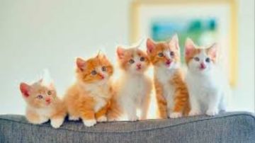 هل القطط تجلب الرزق في البيت؟.. 10 أسرار وشرطان للاحتفاظ بها