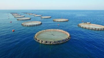 استزراع الجمبري بمياه الآبار يحقق نتائج مبهرة بالمكس في الإسكندرية