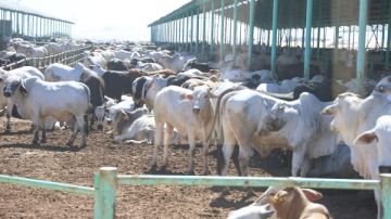 وزيرا الزراعة والتنمية المحلية يتفقدان مشروع الإنتاج الحيواني ومجمع تمور الوادي الجديد وزيرا الزراعة والتنمية المحلية يتفقدان مشروع الإنتاج الحيواني ومجمع تمور الوادي الجديد