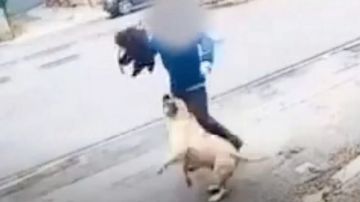 إصابة 7 أشخاص في هجوم كلب مسعور بأسيوط إصابة 7 أشخاص في هجوم كلب مسعور بأسيوط