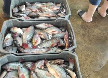 البلطي بـ80.. أسعار السمك والمأكولات البحرية بأسواق الإسكندرية اليوم 22 أكتوبر 2025 البلطي بـ80.. أسعار السمك والمأكولات البحرية بأسواق الإسكندرية اليوم 22 أكتوبر 2025