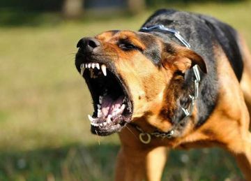  الصحة تكشف 3 خطوات ضرورية عند التعرض للعض أو الخدش من حيوان مصاب بالسعار